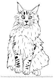 The maine coon cat of today available in a variety of about 75 different color combinations (with the exception of pointed pattern and colors) and two acceptable tabby patterns. Learn How To Draw A Maine Coon Cats Step By Step Drawing Tutorials