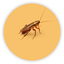 Masterguard pest control of grand rapids, mi. Cockroach Control Pest Removal Services