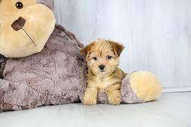 5 miles 10 miles 25 miles 50 miles 100 miles 200 miles 500 miles. Puppies For Sale Columbus Ohio Sunrise Pups Small Breed Puppies Cute Dogs Breeds Puppies Puppies For Sale