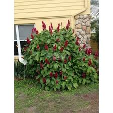 Image result for Erythrococca zambesiaca