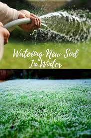 Watering New Sod In Winter Winter Lawn Care Winter Lawn Watering Grass