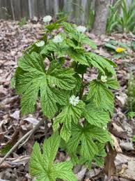 Image result for Distephanus divaricatus