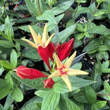 Image result for Spigelia