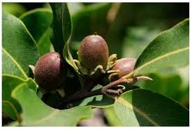 Image result for Diospyros mespiliformis