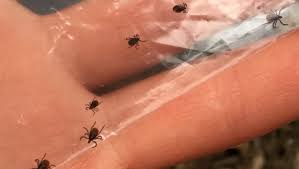 Pa Is Nation S Lyme Leader And Worst Year Could Be Ahead