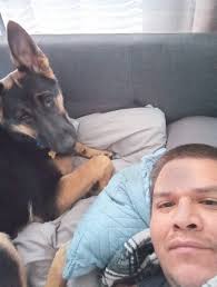 German Shepherd dogs as bed hogs and companions after pet loss