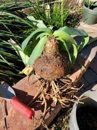 Image result for Ammocharis