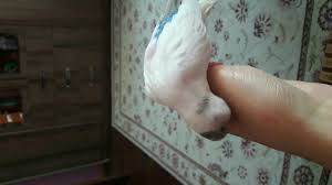 Kusum Isiriyor Muhabbet Kusu Forumu Muhabbetkusu Com Tr