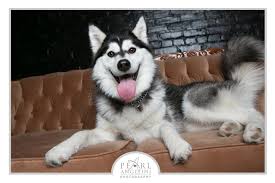 Dogs are moving into our homes at a record pace right now. Home Manitoba Mutts Dog Rescue