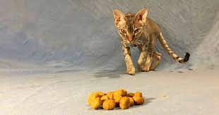Cat's dividend is solid and predictable and has been increased 21 consecutive years. Help My Cat Won T Eat Sick Cat Not Eating Walkerville Vet