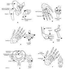 Joints Human Body Bones Human Muscle Anatomy Joints In Human Body