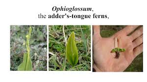 Image result for Ophioglossum reticulatum