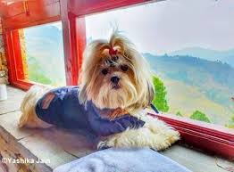 Male shih tzu haircuts teddy bear cut. 95 Adorable Shih Tzu Haircuts That You Will Love