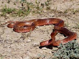 3 in texas, the two subspecies of masticophis flagellum are found throughout the state, with the two subspecies share a wide zone of overlap in the central portion of the state. Coachwhip Snakes And Racers Pictures And Id Tips Green Nature