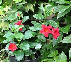 Image result for dipladenie amonea