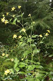 Image result for Rudbeckia laciniata