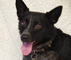 #6 best value of 21 pet friendly hotels in salem. Adoption Alert River Needs A Good Home Salem Nh Patch