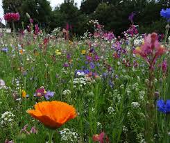 Foto di fiori selvatici, spontanei, di campo e di montagna. Fiore Di Campo Primavera Prato Foto Gratis Su Pixabay