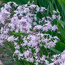 Image result for Tulbaghia fragrans