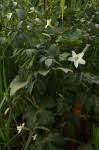 Image result for Lagenaria breviflora