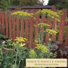 Image result for Anisosepalum humbertii