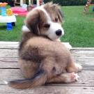 List of dog crossbreeds - Wikipedia