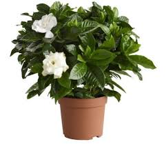 Gardenias need a warm climate to grow. Why I Don T Grow Gardenias Laidback Gardener