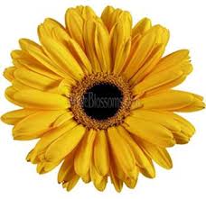 Yellow Gerbera Flowers Dark Center Yellow Wedding Flowers Gerbera Daisy Gerbera Daisy Bouquet