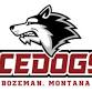Ice dogs vs Gillette
