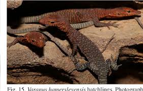 Article was last reviewed on 14th june 2019. Pdf First Breeding Report Of The Pilbara Rock Monitor Varanus Pilbarensis Storr 1980 In Spain With Taxonomic Comments On The Recently Described V Hamersleyensis Maryan Et Al 2014 Semantic Scholar