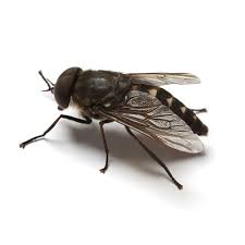 The first thing you need do is figure out where the flies are coming from. How To Get Rid Of Flies Updated For 2020