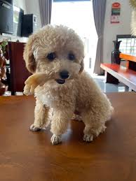 anh chị chi mình hỏi bé nhà mình 3 tháng mà 3 kí 2 là bình thường ko ah,do chỗ bán họ kêu ăn ngày 2 nắm nhỏ thôi mà bé đòi