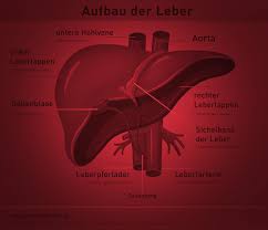 Auch wenn der volksmund von „leber entgiften spricht, geht es eher darum, dass du vor giften wie alkohol, fette und nikotin schützt und sie durch eine ausgewogene ernährung nicht zusätzlich belastest. Leber Aufgaben Und Funktionen Des Organs Einfach Erklart