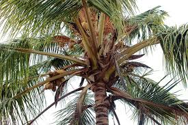 How to create an cartoon coconut tree using blender. Coconut Tree Pine Tropical Summer Beach Palm Cartoon Water Green Plant Pikist