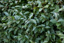 Image result for Ligustrum sinense