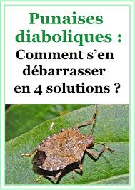 Punaises Diaboliques Comment S En Debarrasser En 4 Solutions Punaise Verte Insecticide Naturel Filet Anti Insecte