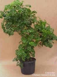We don't know when or if this item will be back in stock. Aralia Plant Care Learn Tips On Growing Polyscias Plants Guide