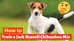 The pitbull chihuahua mix is a medium sized designer dog created by breeding an american pit bull terrier and a chihuahua. How To Train A Jack Russell Chihuahua Mix Effective And Working Techniques Youtube