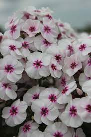 Mike S Favourite Phlox Flowers Hd Flower Wallpaper Mint Plants