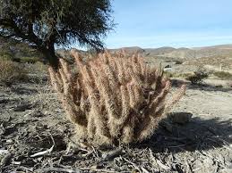 Image result for Austrocylindropuntia