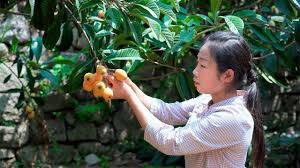 個頭又大又甜的枇杷 摘回來做成枇杷銀耳羹給一家人嚐嚐 在熬製一鍋枇杷果醬 把美味保存起來food made by loquat chinese food美食 野小妹wild girl youtube