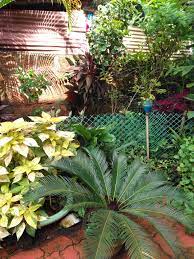 Flowering houseplants bring color and warmth to any room. Adapting To Shade In A Tropical Garden Finegardening