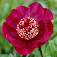 Pin Op Peonies