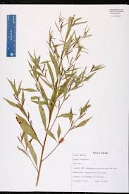 Image result for Ludwigia erecta