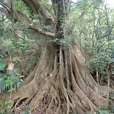 Image result for Ficus obliqua
