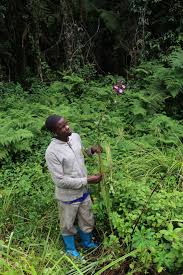 Image result for Eulophia horsfallii