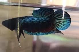 Giant Female Betta Plakat 5 Blue Red Imported From The Dominican Republic F33 Betta Betta Fish Siamese Fighting Fish