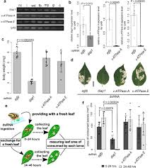 Purdue university post harvest grain quality & stored product protection program. Oral Rnai Of Diap1 In A Pest Results In Rapid Reduction Of Crop Damage Biorxiv