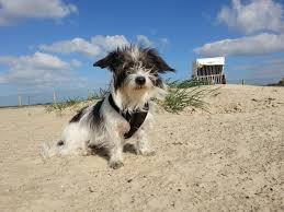 Genieße die ruhe und für den urlaub mit hund in ostfriesland findest du hier die passende ferienwohnung oder das ferienhaus bei hundeurlaub.de Urlaub Mit Hund In Ostfriesland Moin Moin Planet Hund