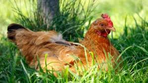 Poules La Liste Des Aliments A Ne Jamais Leur Donner